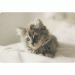 placemats-plastic-dieren-kat