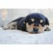 plastic-placemats-hond-dieren-design